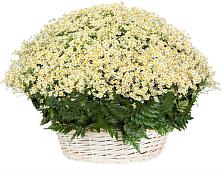 Цветочная композиция из Ромашки в корзине #REPLACE_PRED# Кокуй